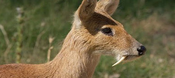 Musk Deer